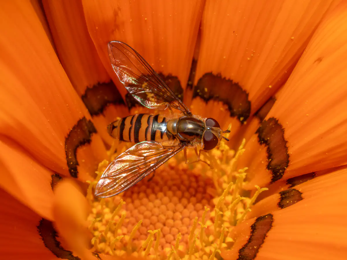 Marmalade Hover Fly