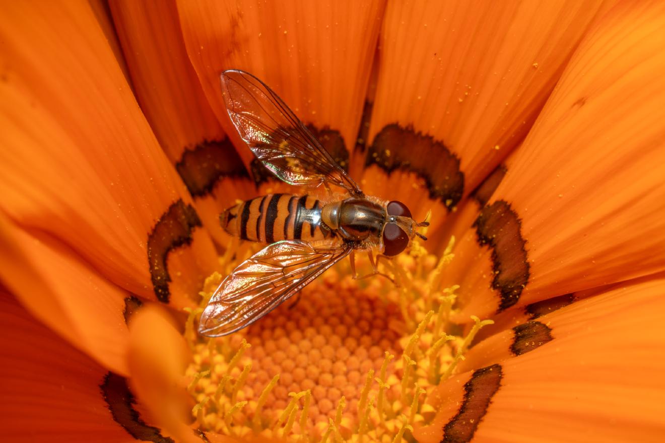 Marmalade Hover Fly – No. 9