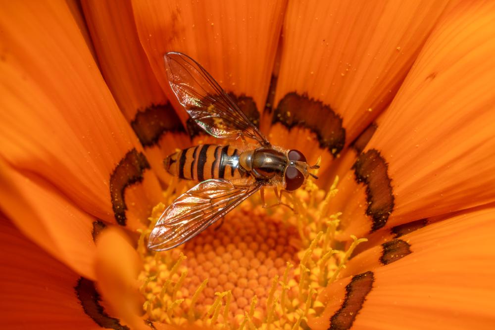 January 18, 2024 – Issue No. 153
– Issue No. 153: “Marmalade Hover Fly“ Marmalade Hover Fly