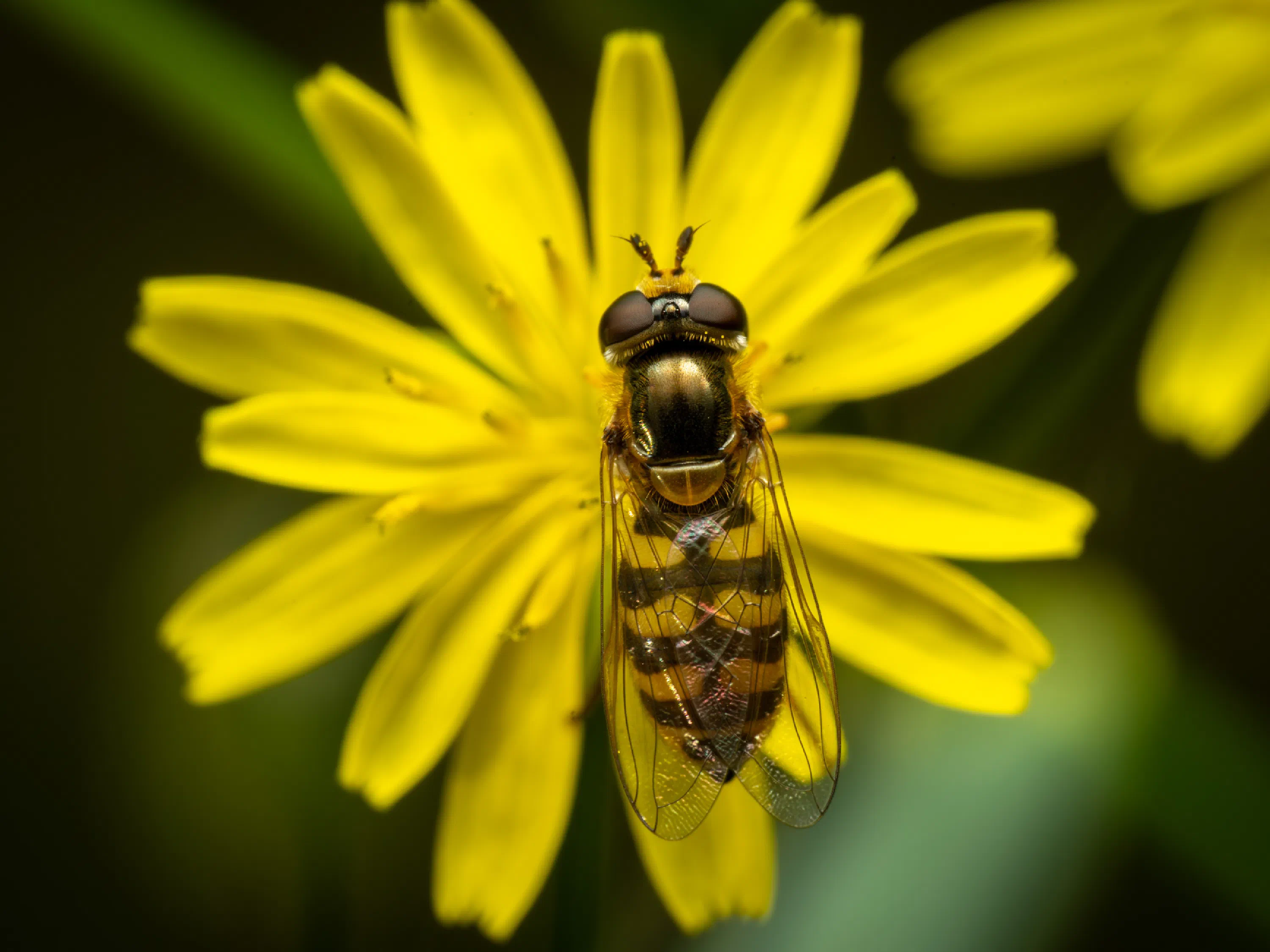 Hainschwebfliege