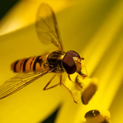 Hainschwebfliege