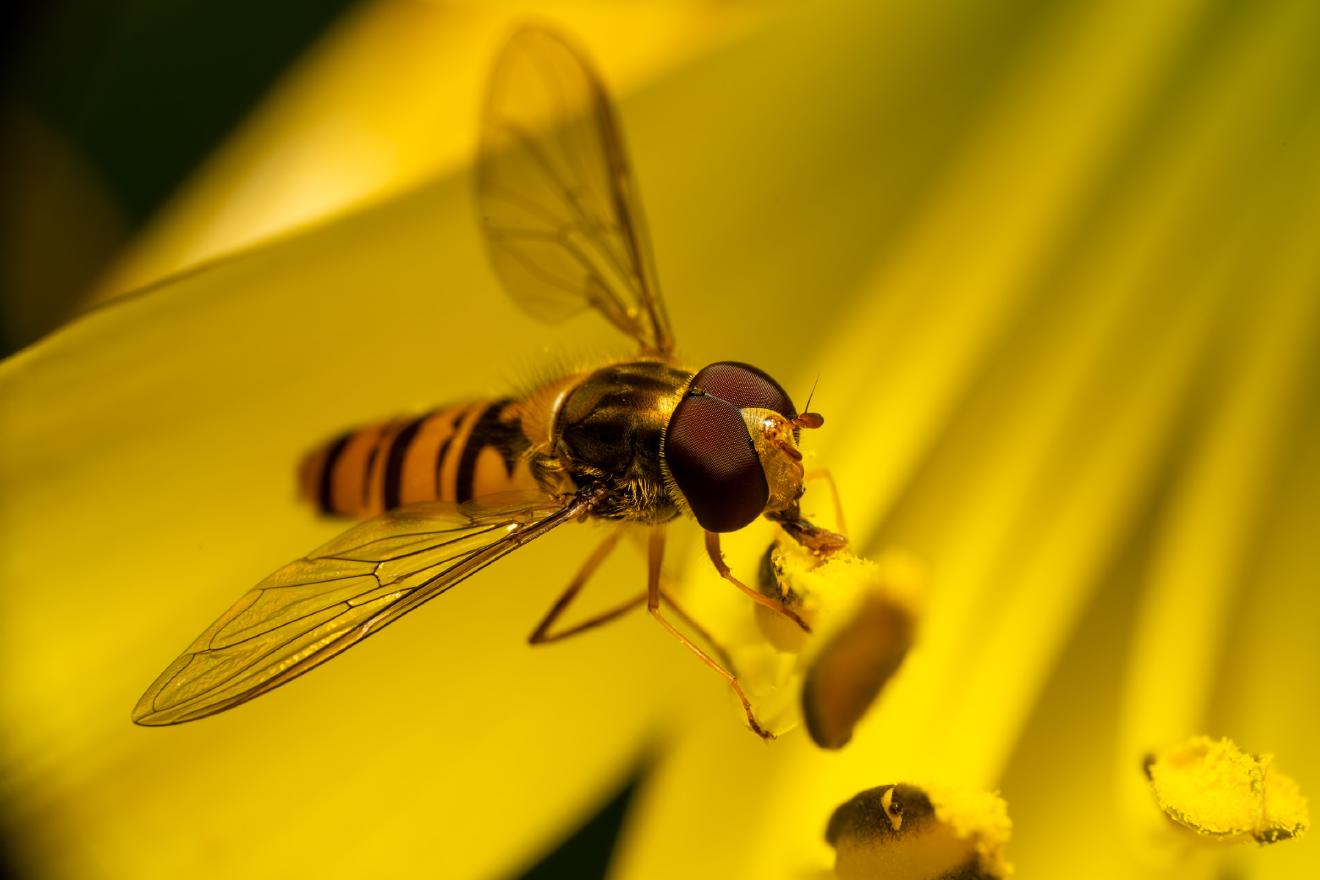 Marmalade Hover Fly – No. 10