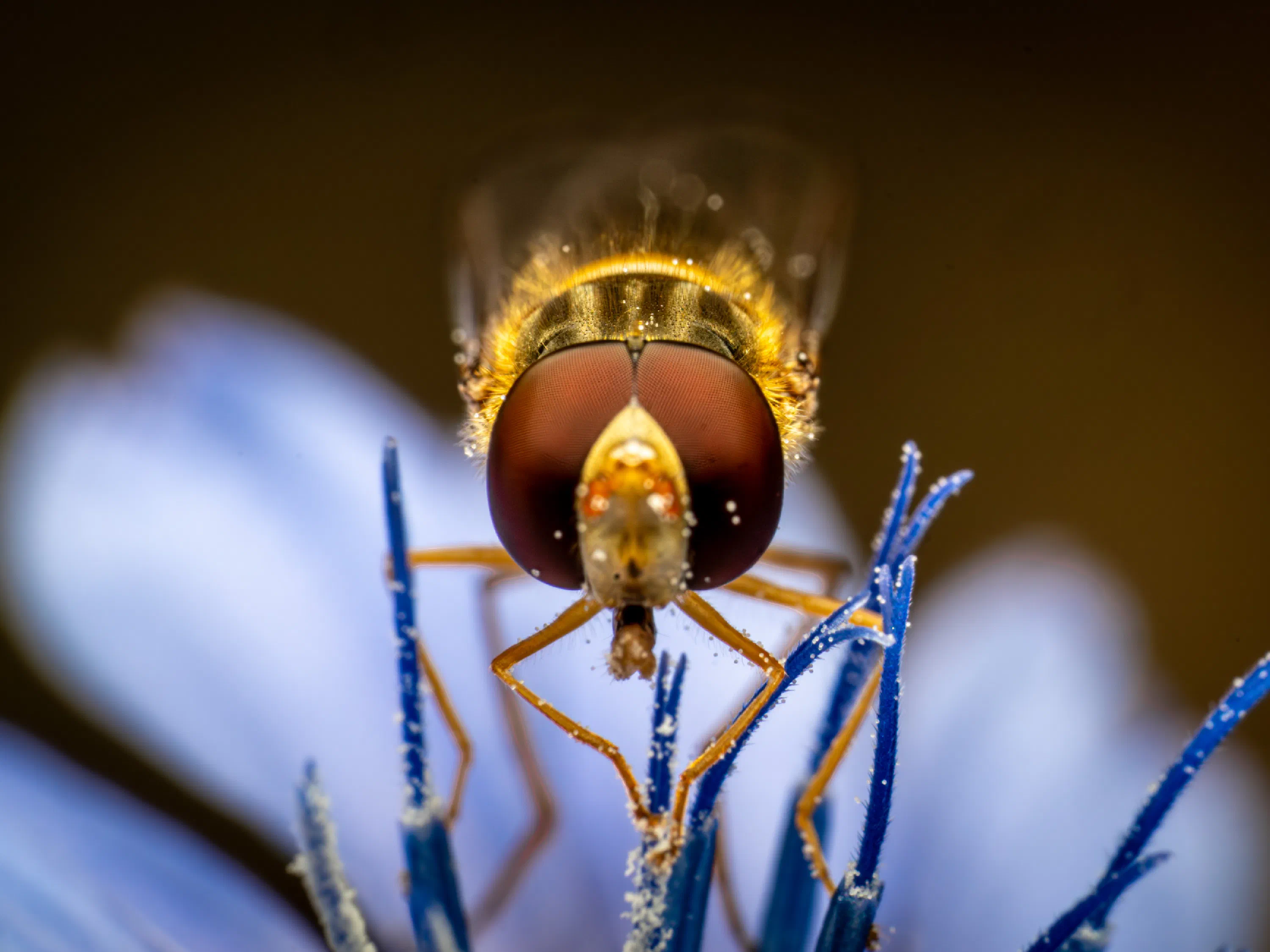 Hainschwebfliege