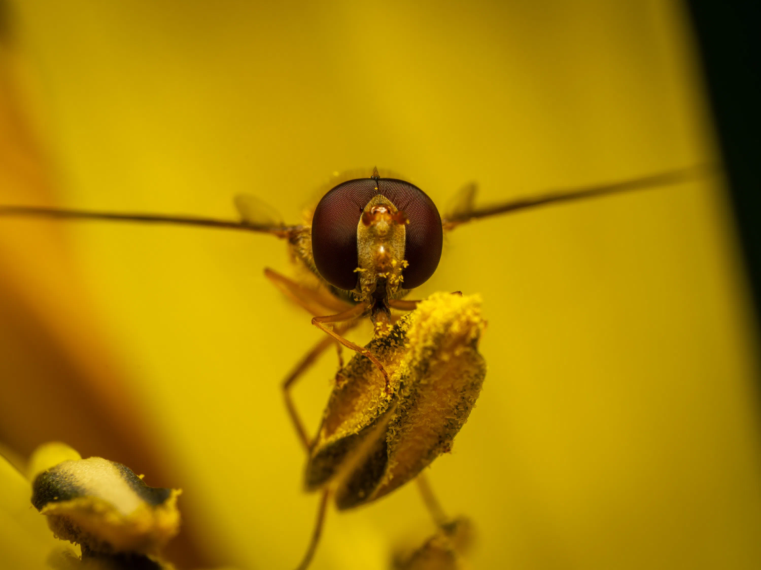 Marmalade Hover Fly