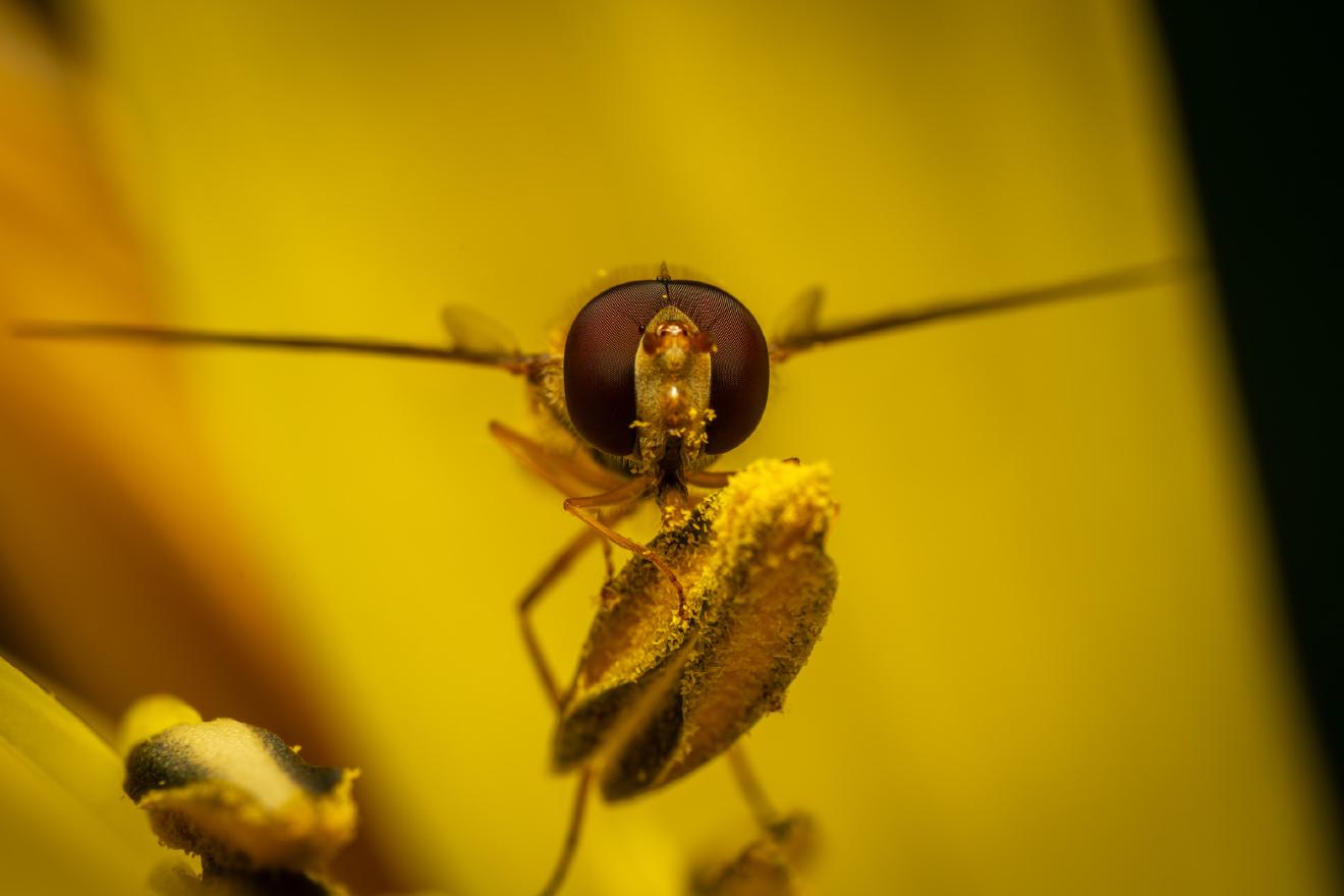 Marmalade Hover Fly – No. 11