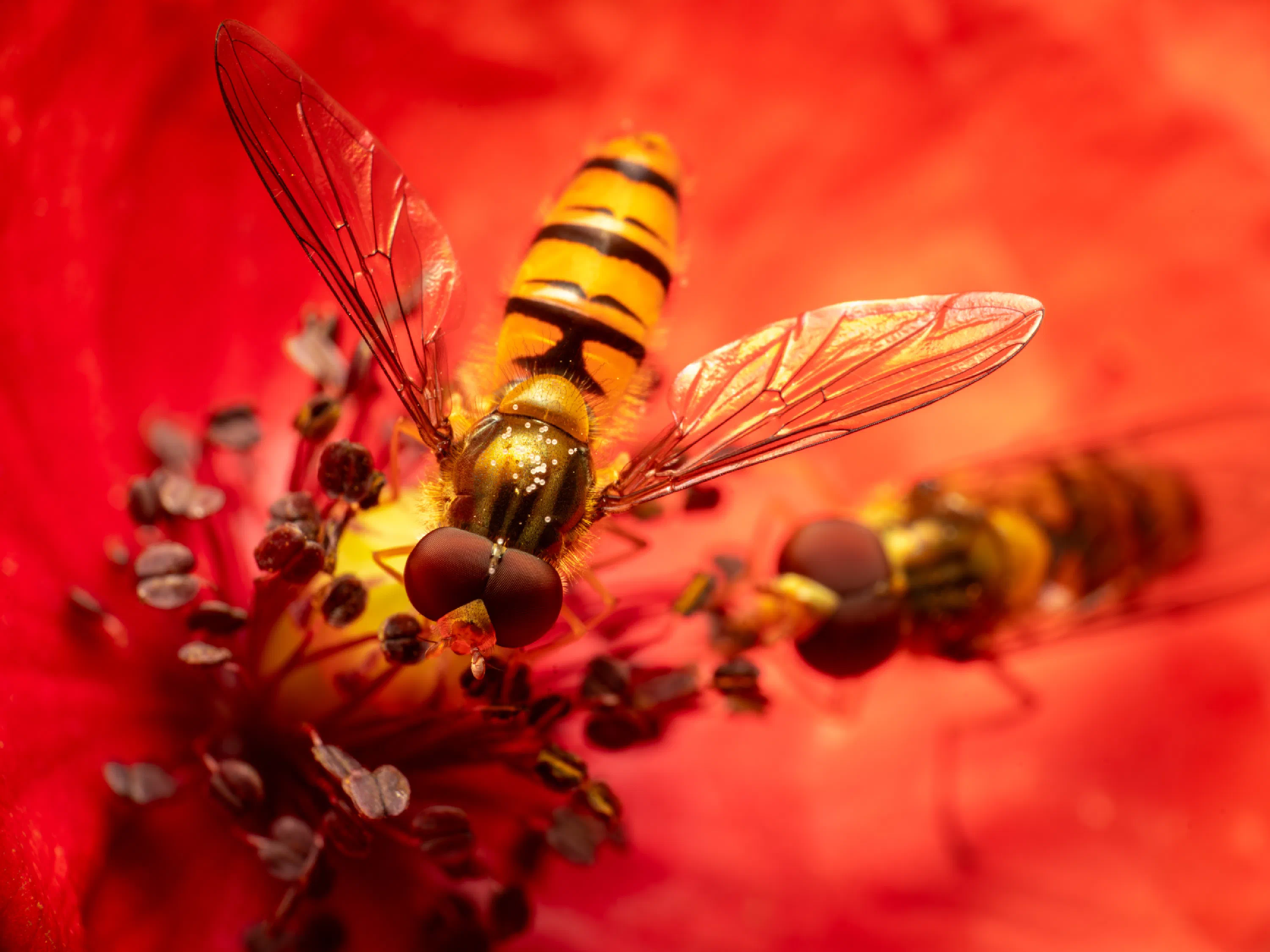 Hainschwebfliege
