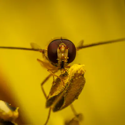 Hainschwebfliege