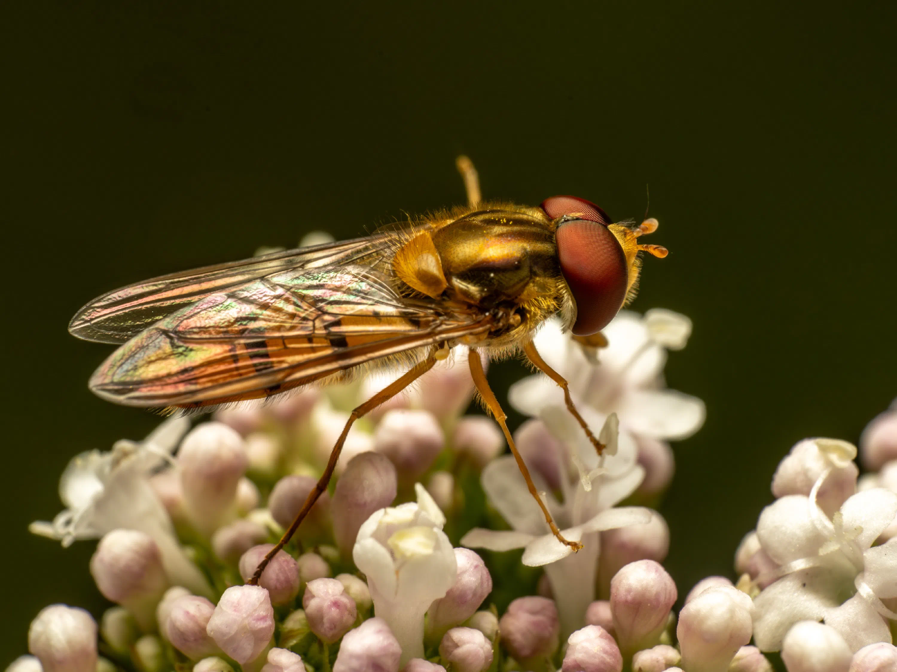 Hainschwebfliege