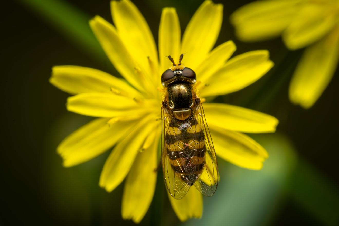 Marmalade Hover Fly – No. 12