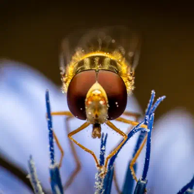 Marmalade Hover Fly