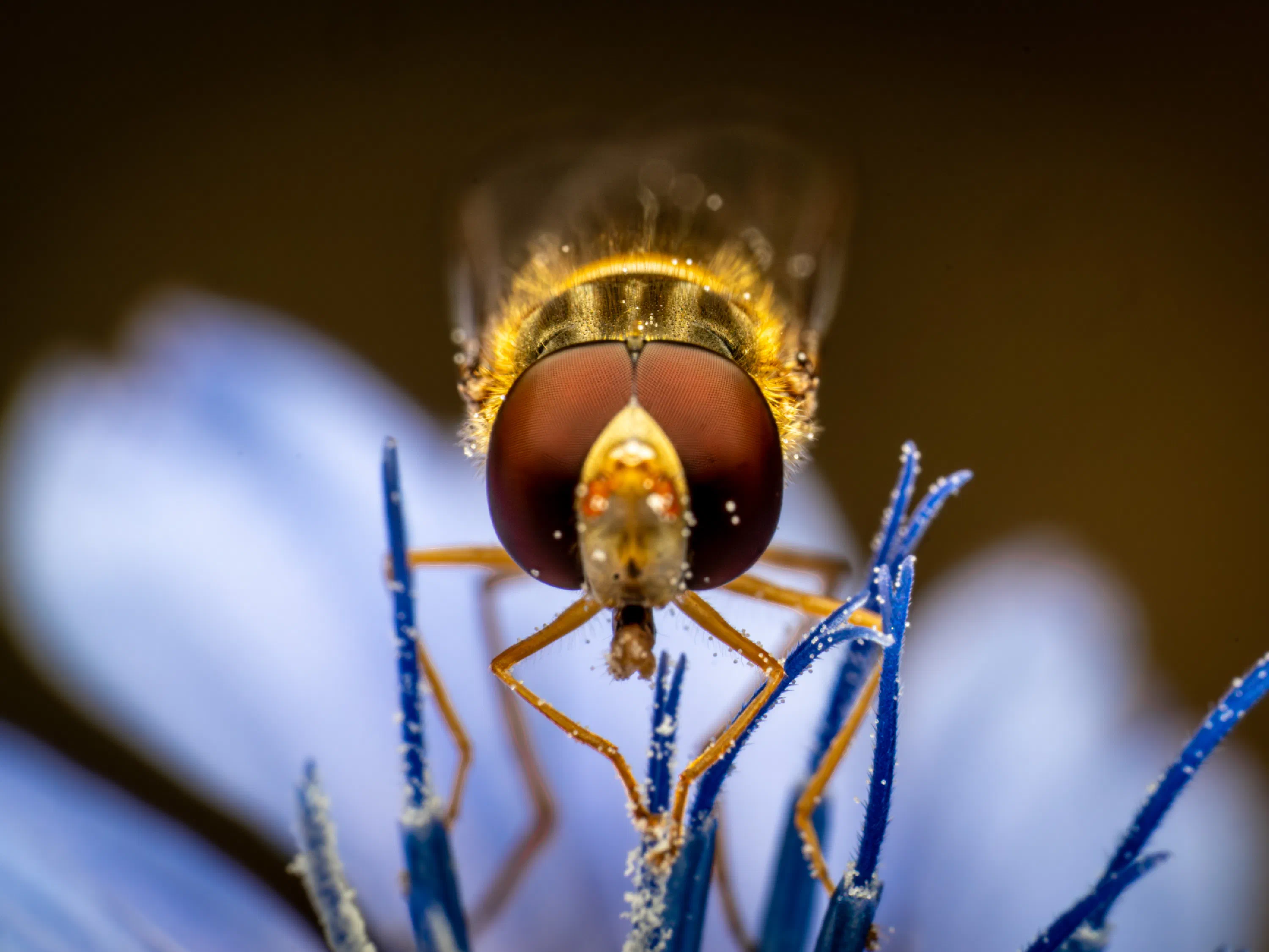 Marmalade Hover Fly