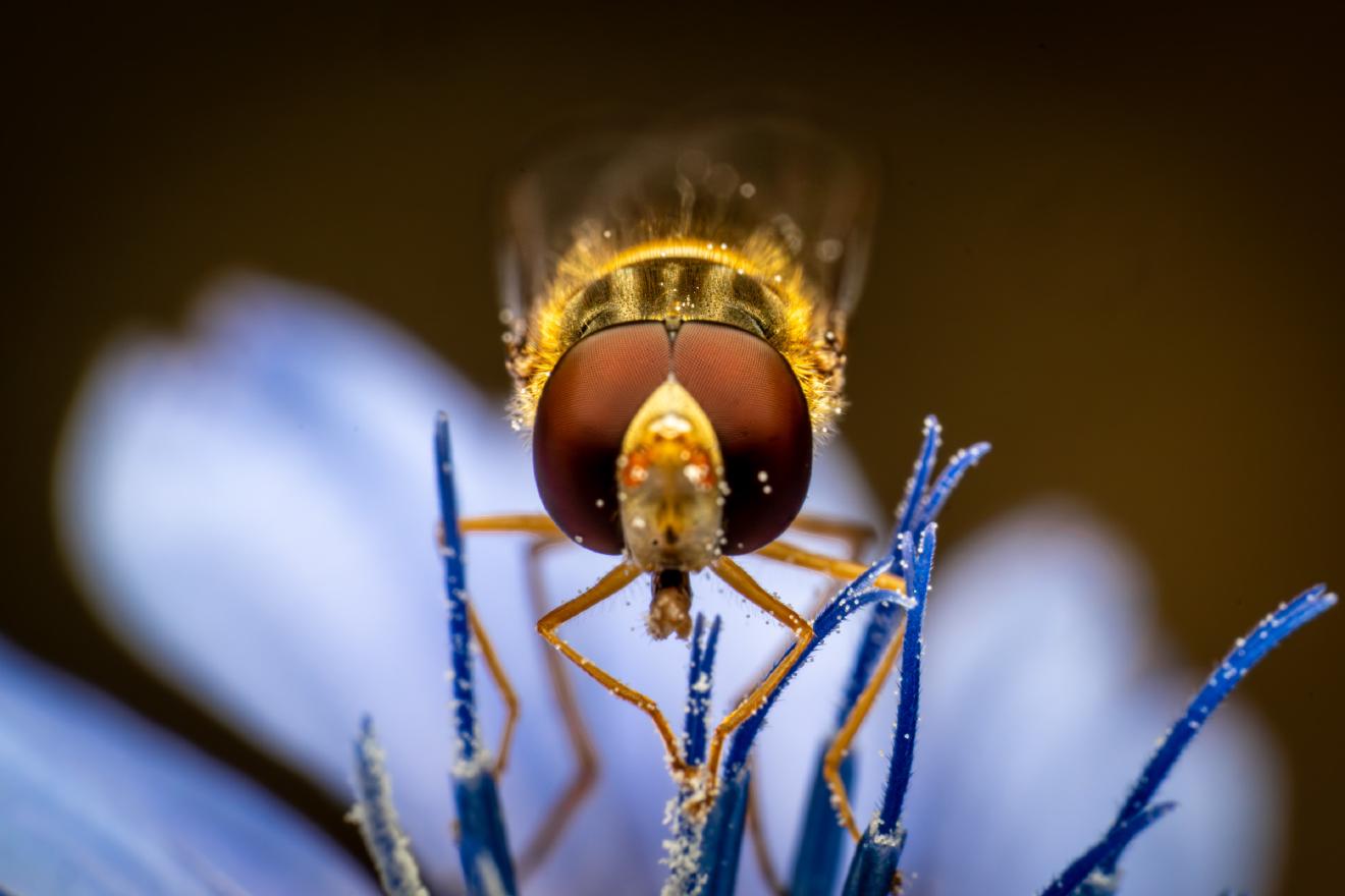 Marmalade Hover Fly – No. 13