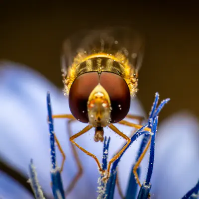 Hainschwebfliege