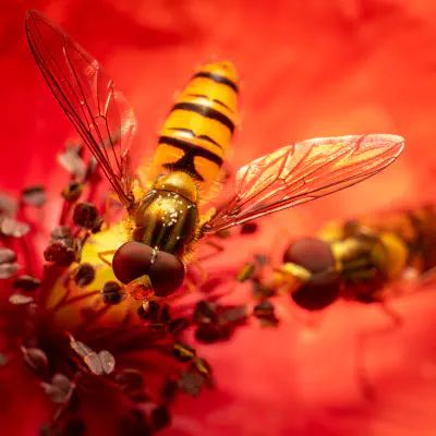 Hainschwebfliege