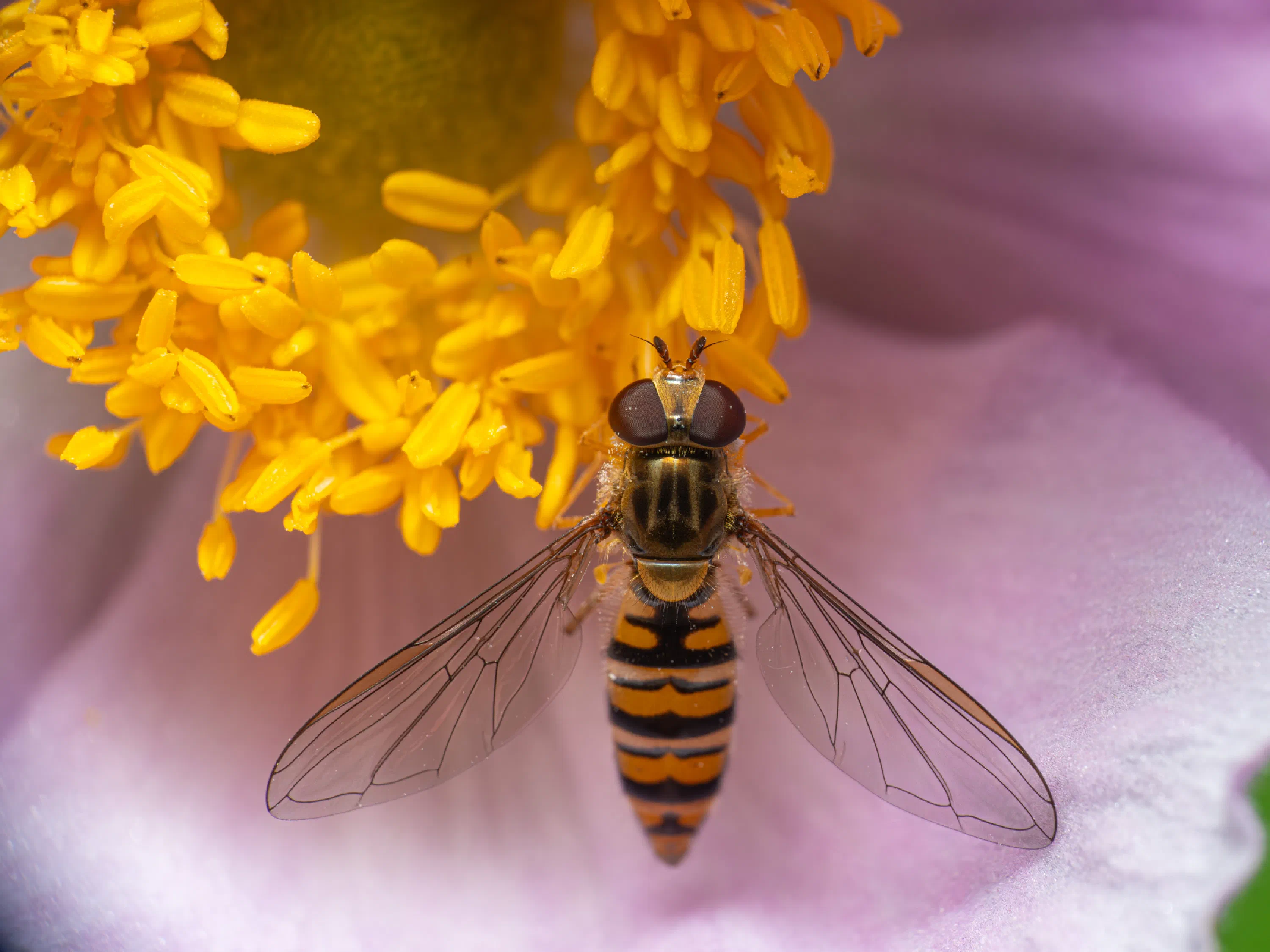 Hainschwebfliege