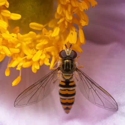Marmalade Hover Fly