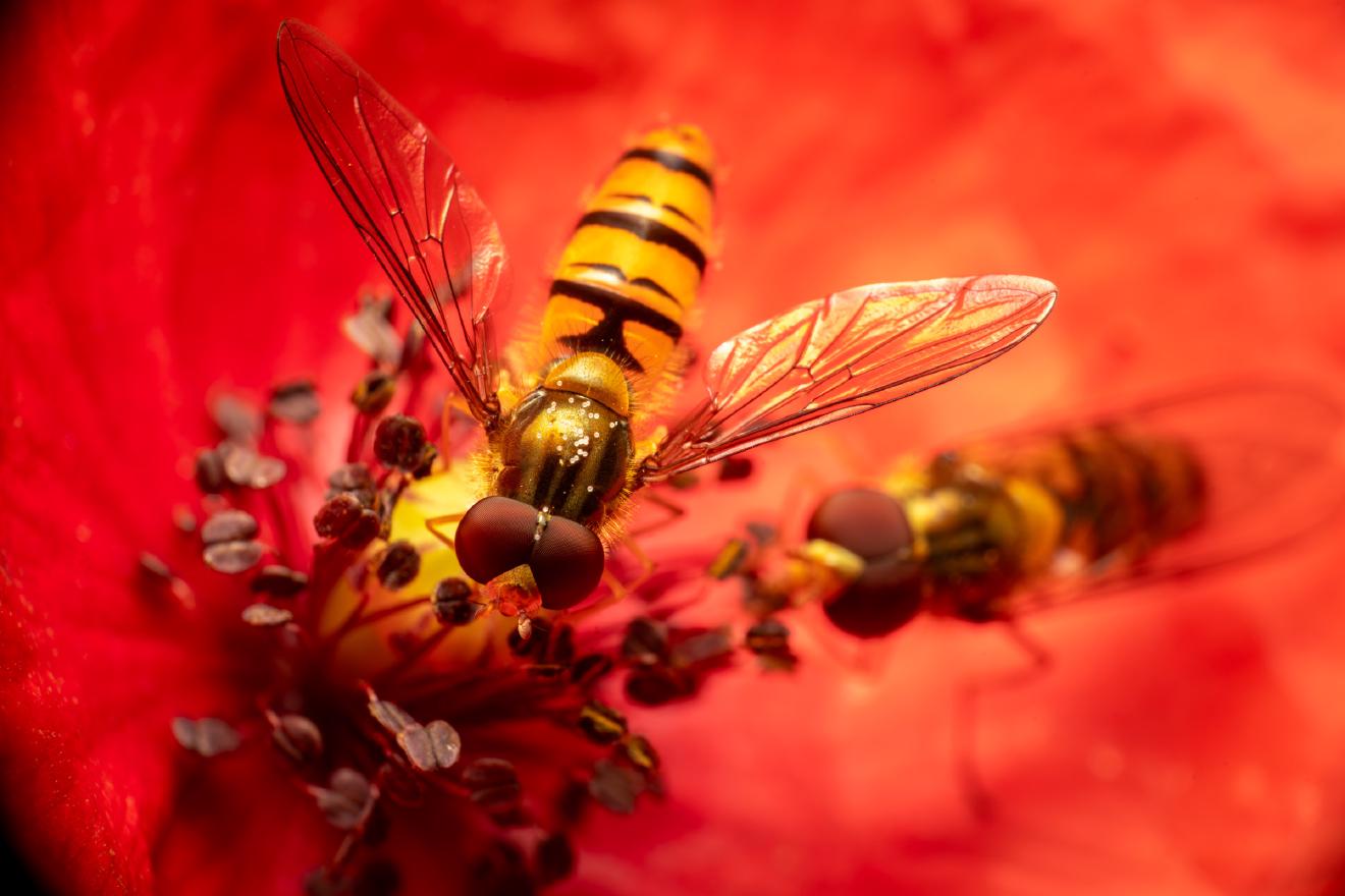 Marmalade Hover Fly – No. 14