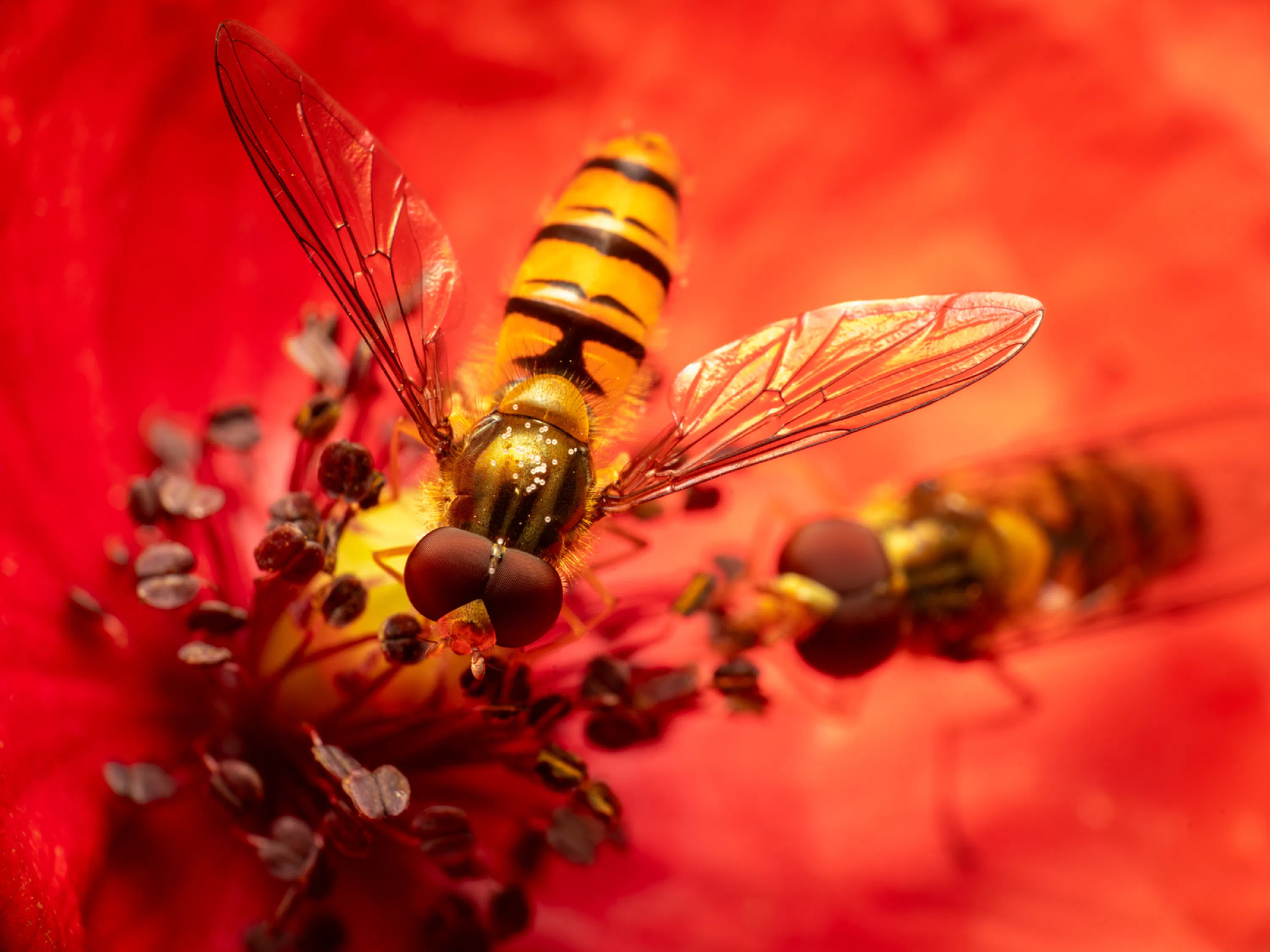 Marmalade Hover Fly