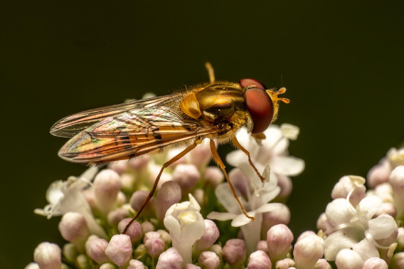 Marmalade Hover Fly – No. 15