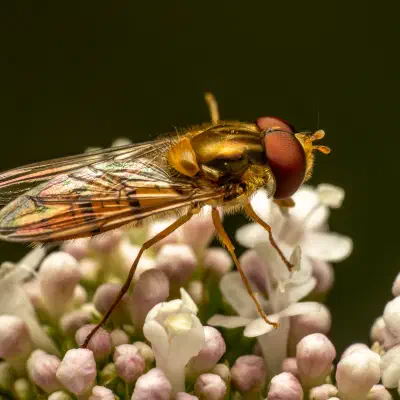 Marmalade Hover Fly