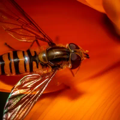 Hainschwebfliege