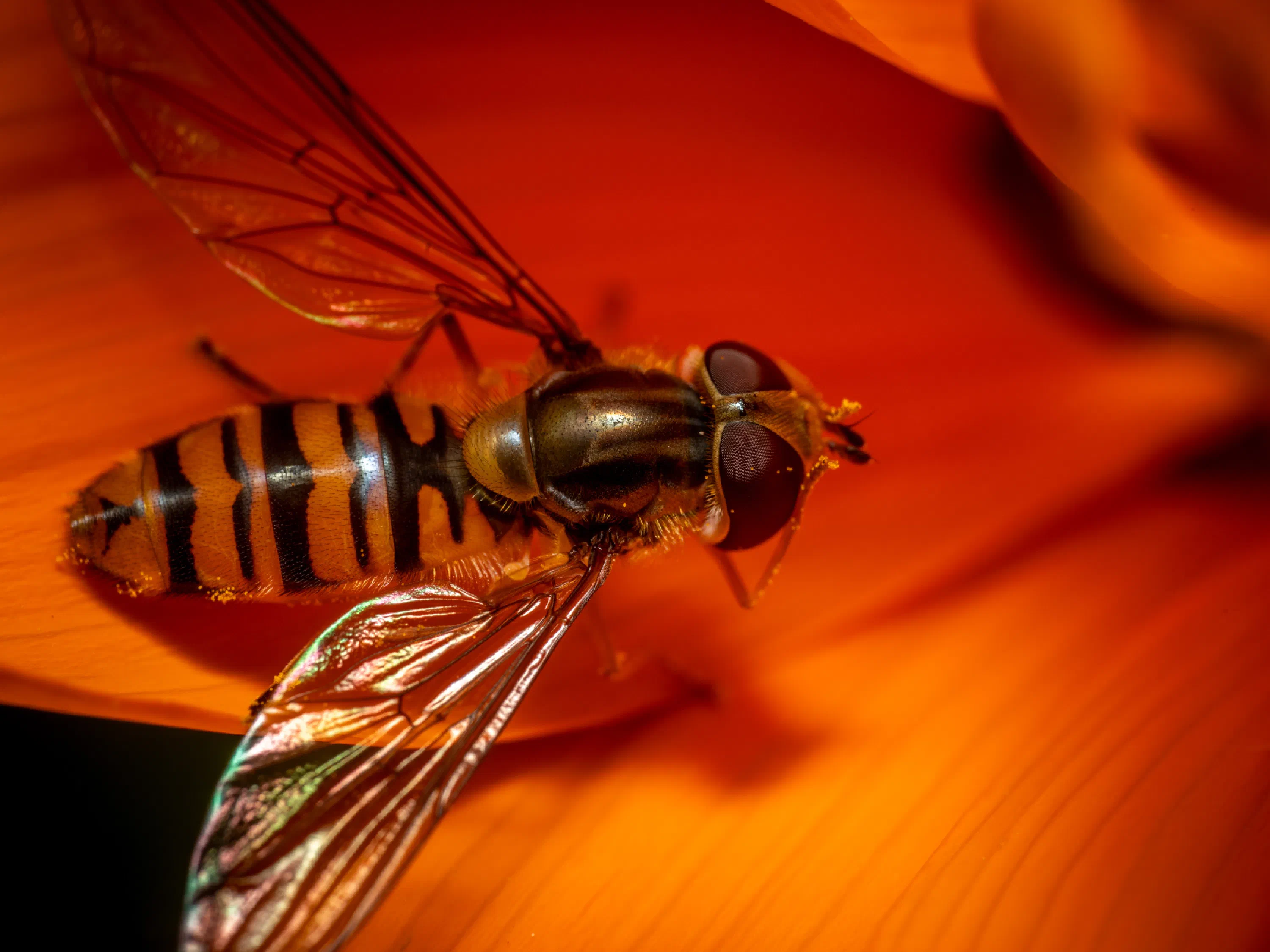 Hainschwebfliege