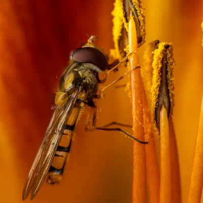 Marmalade Hover Fly