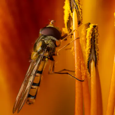 Hainschwebfliege