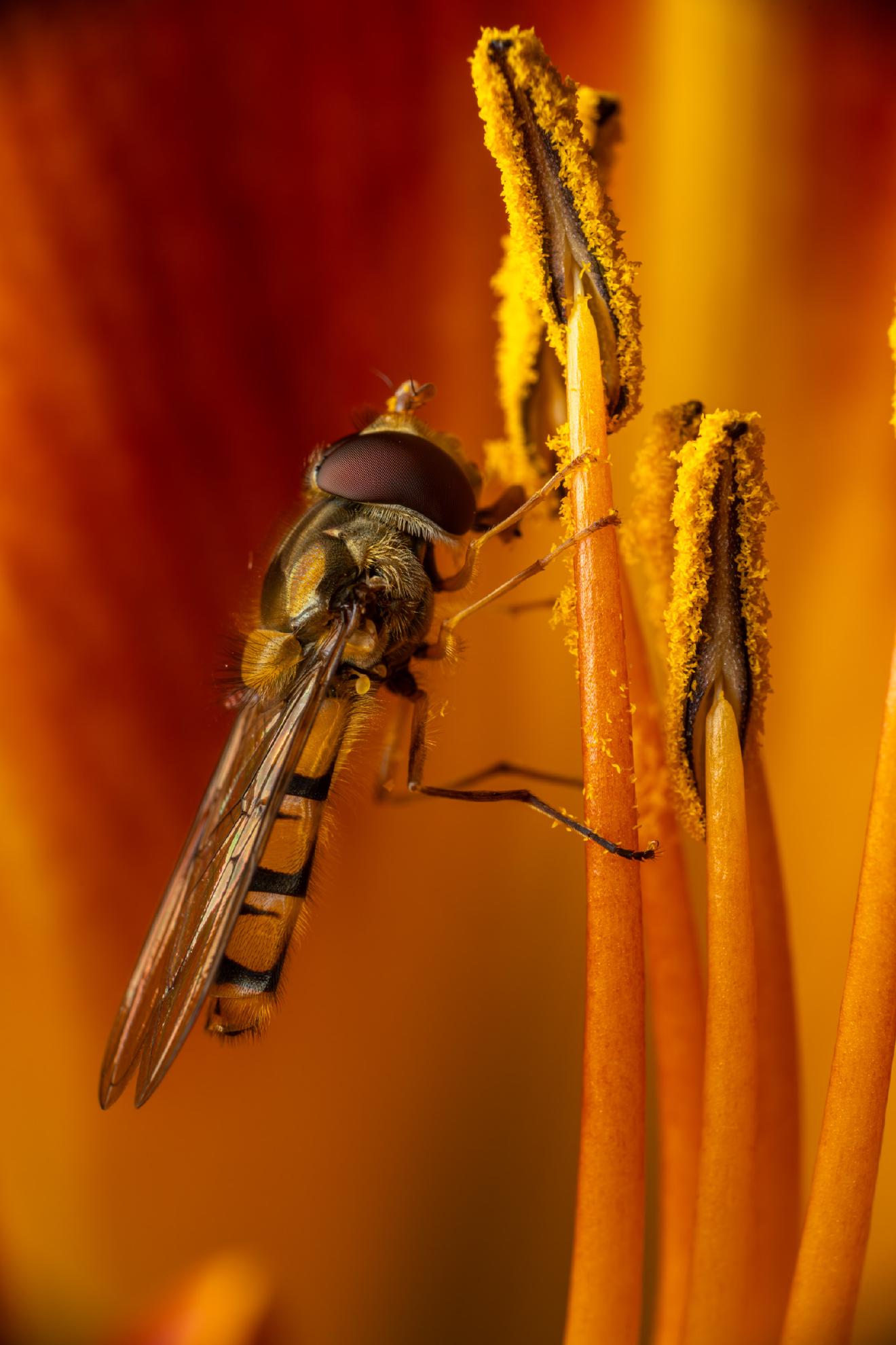 Marmalade Hover Fly – No. 16
