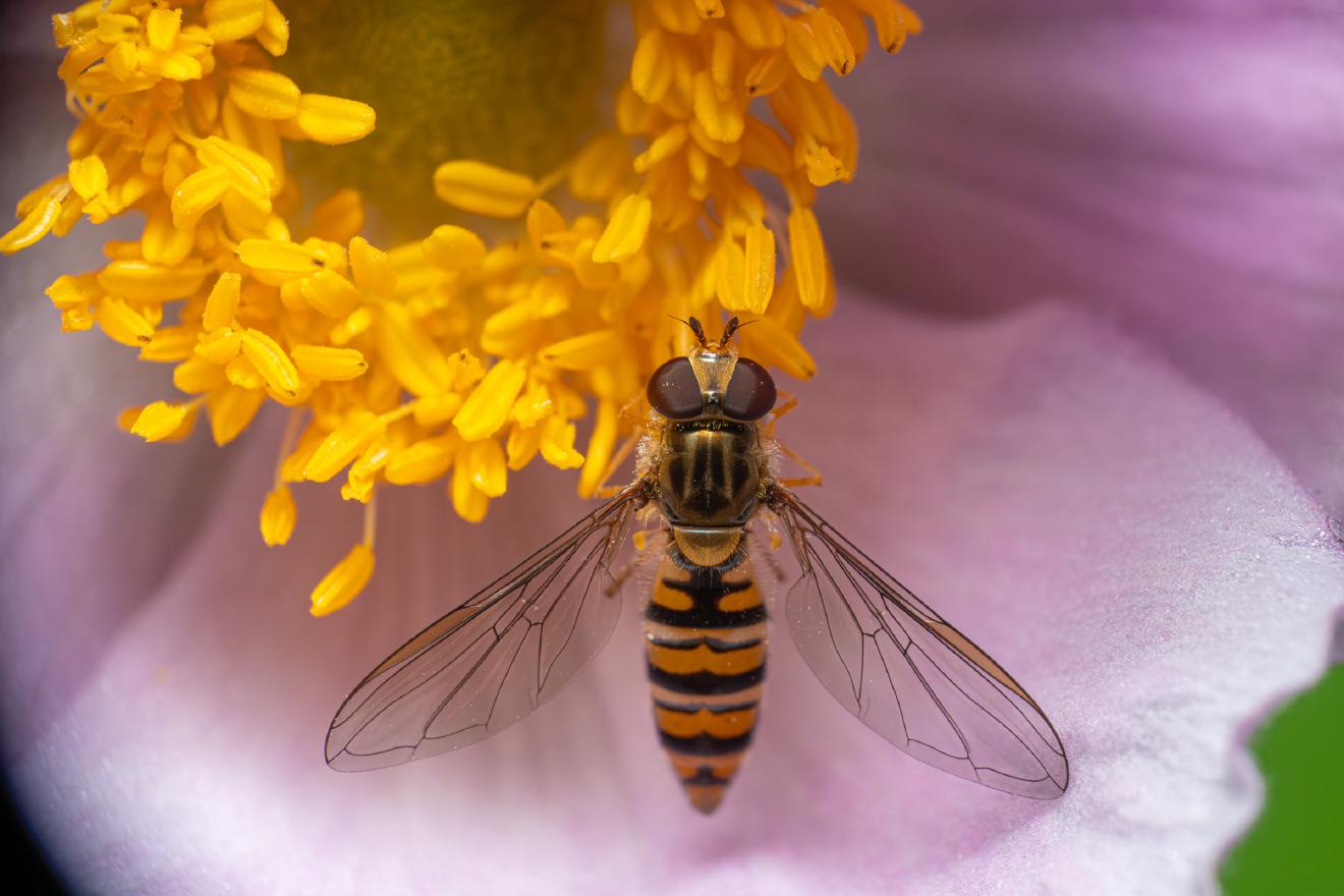 Marmalade Hover Fly – No. 17