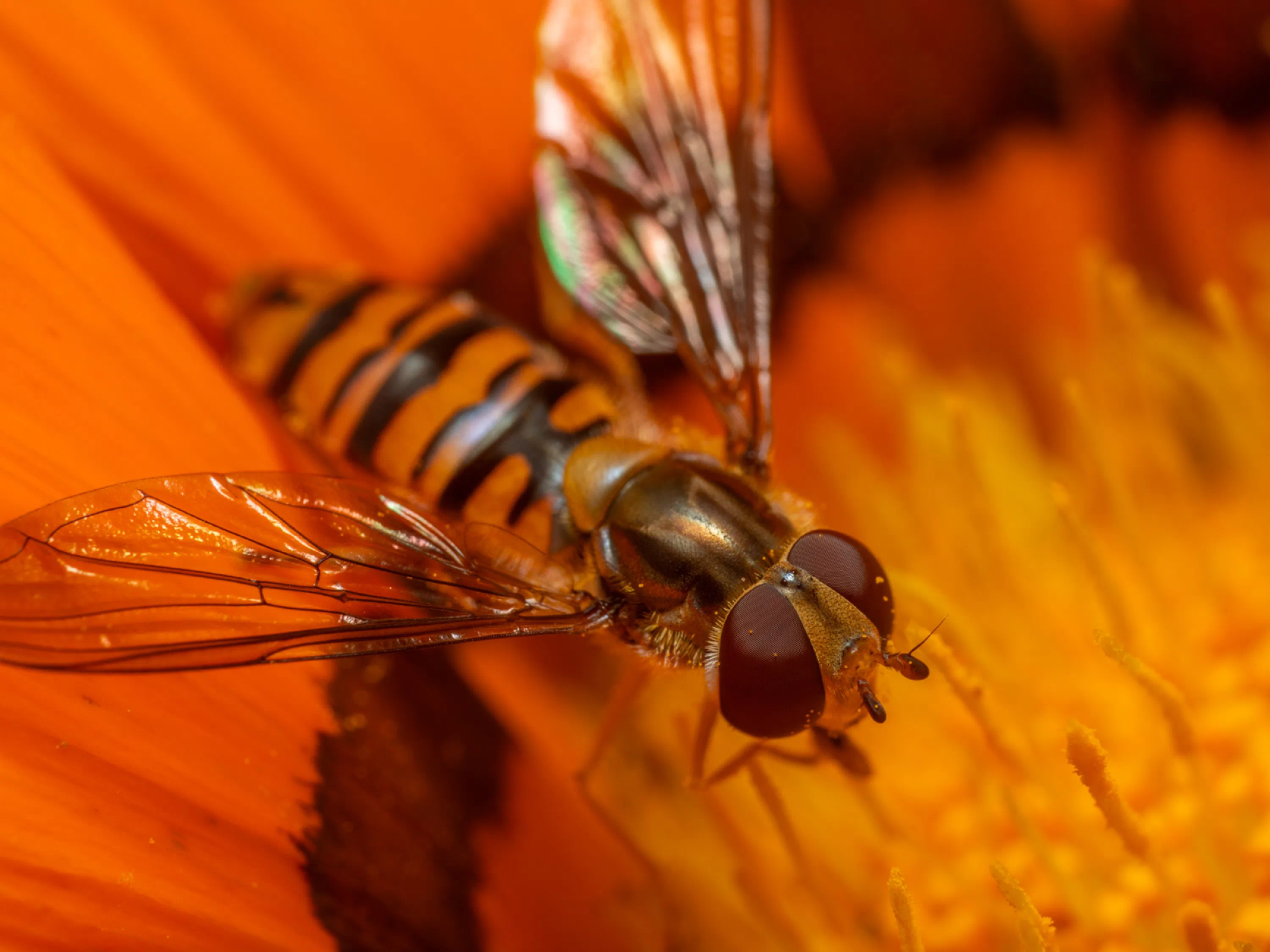 Hainschwebfliege