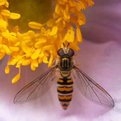 Hainschwebfliege
