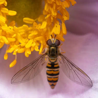Marmalade Hover Fly