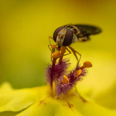 Marmalade Hover Fly