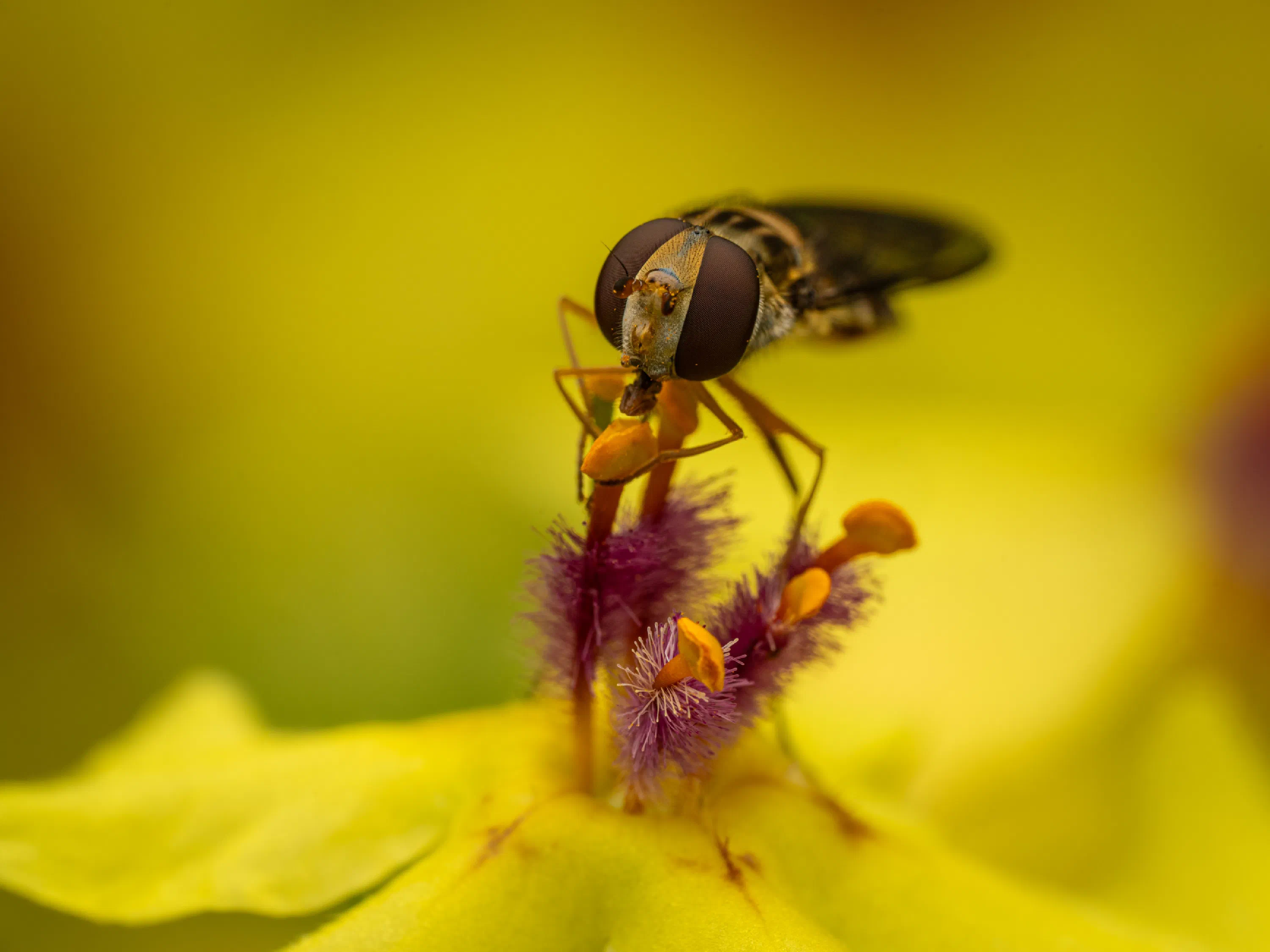 Hainschwebfliege