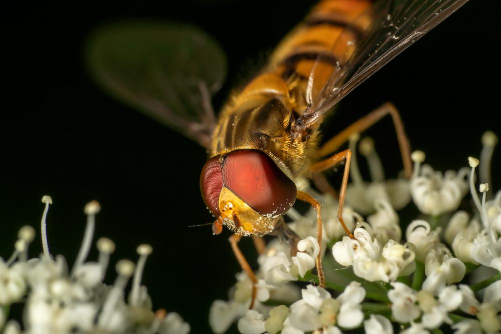February 18, 2024 – Issue No. 184
– Issue No. 184: “Marmalade Hover Fly“ Marmalade Hover Fly