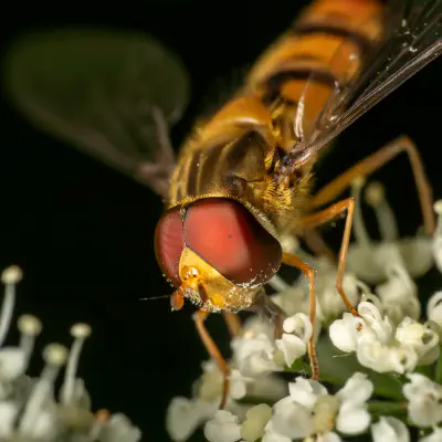 Hainschwebfliege