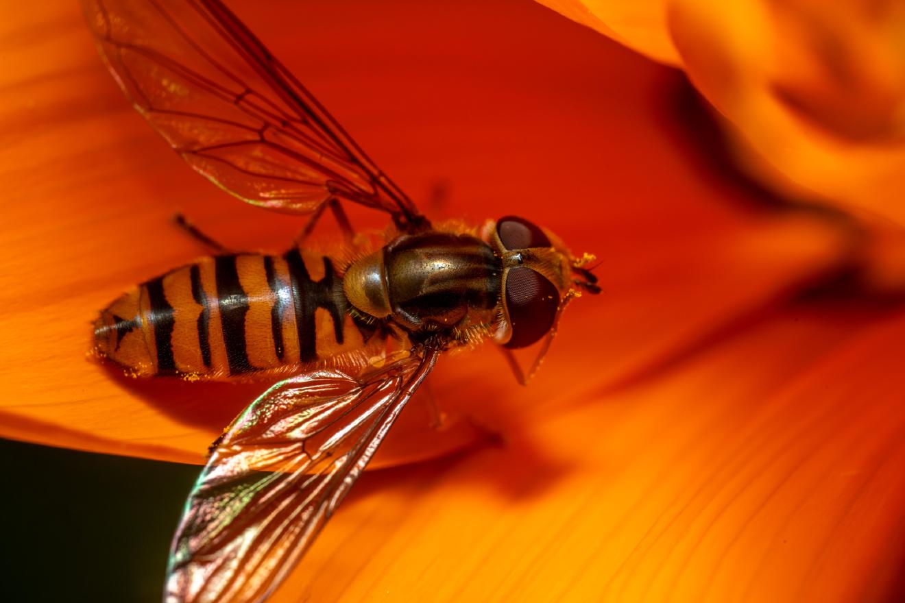 Marmalade Hover Fly – No. 19