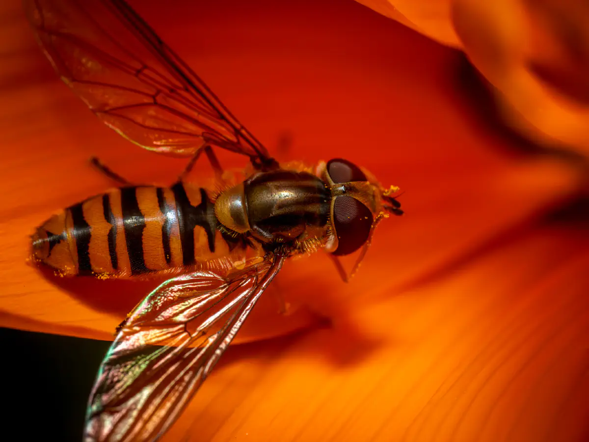 Marmalade Hover Fly