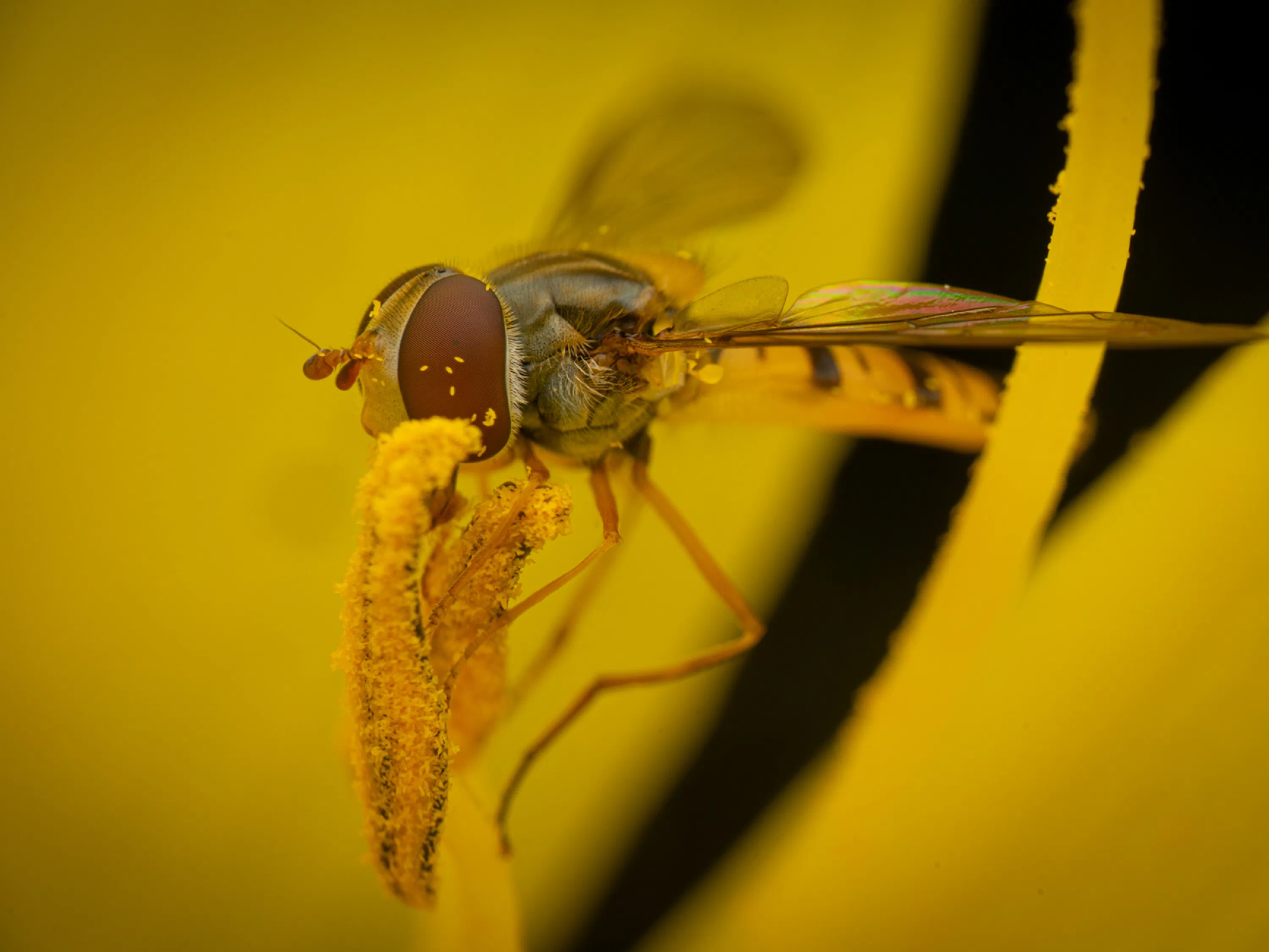 Hainschwebfliege