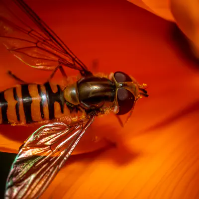 Hainschwebfliege
