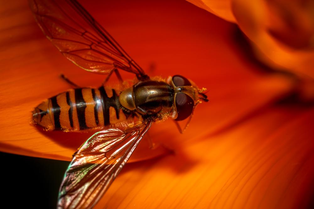 August 22, 2024 – Issue No. 370
– Issue No. 370: “Marmalade Hover Fly“ Marmalade Hover Fly