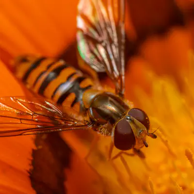 Hainschwebfliege