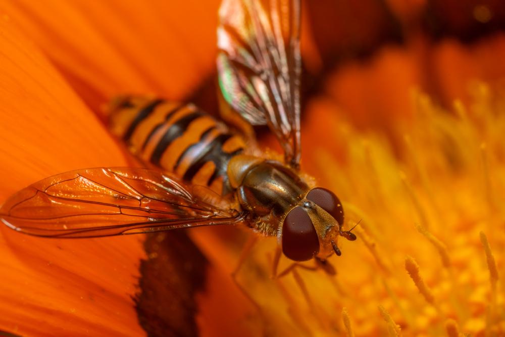 August 24, 2024 – Issue No. 372
– Issue No. 372: “Marmalade Hover Fly“ Marmalade Hover Fly