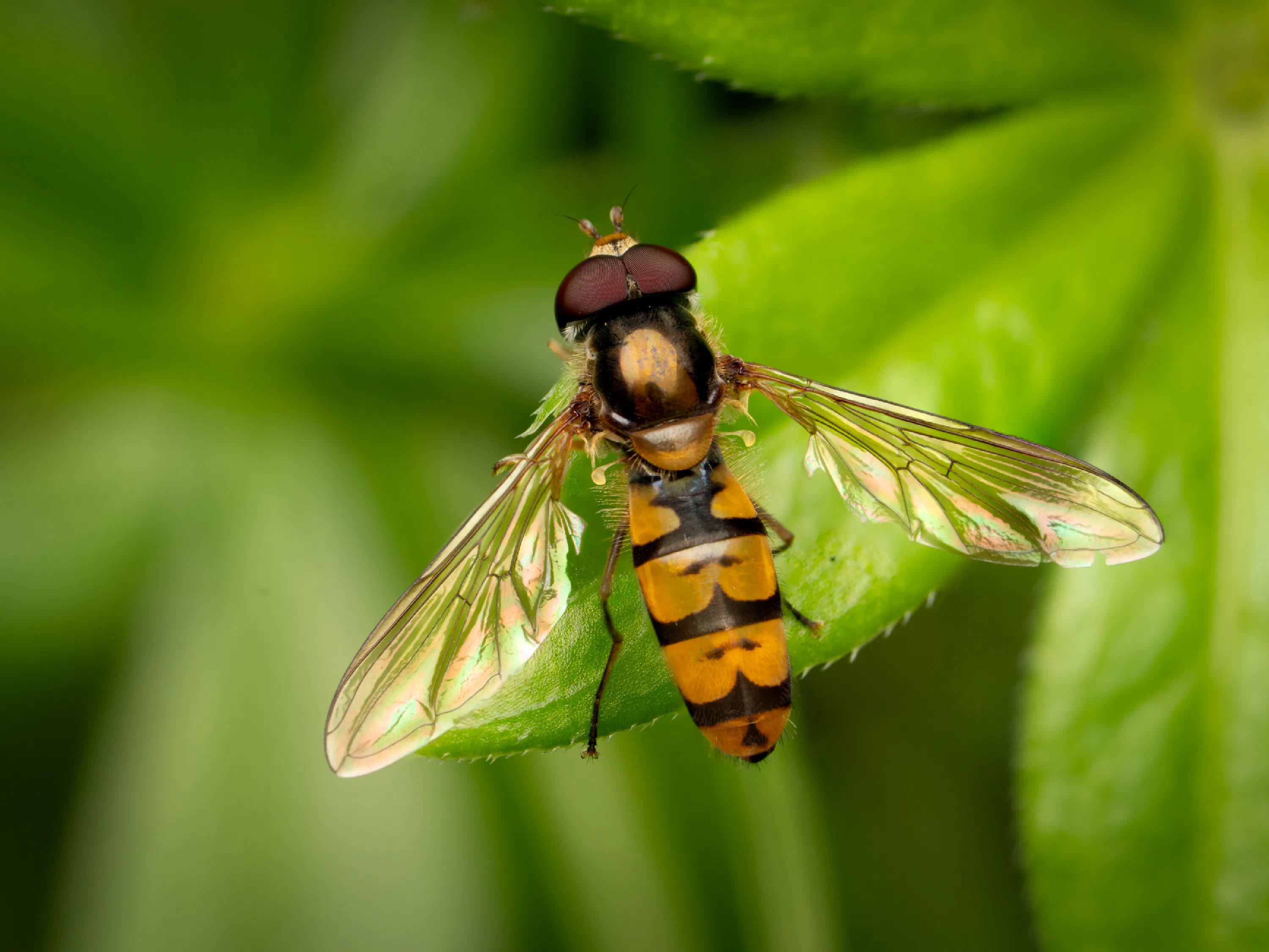 Hainschwebfliege