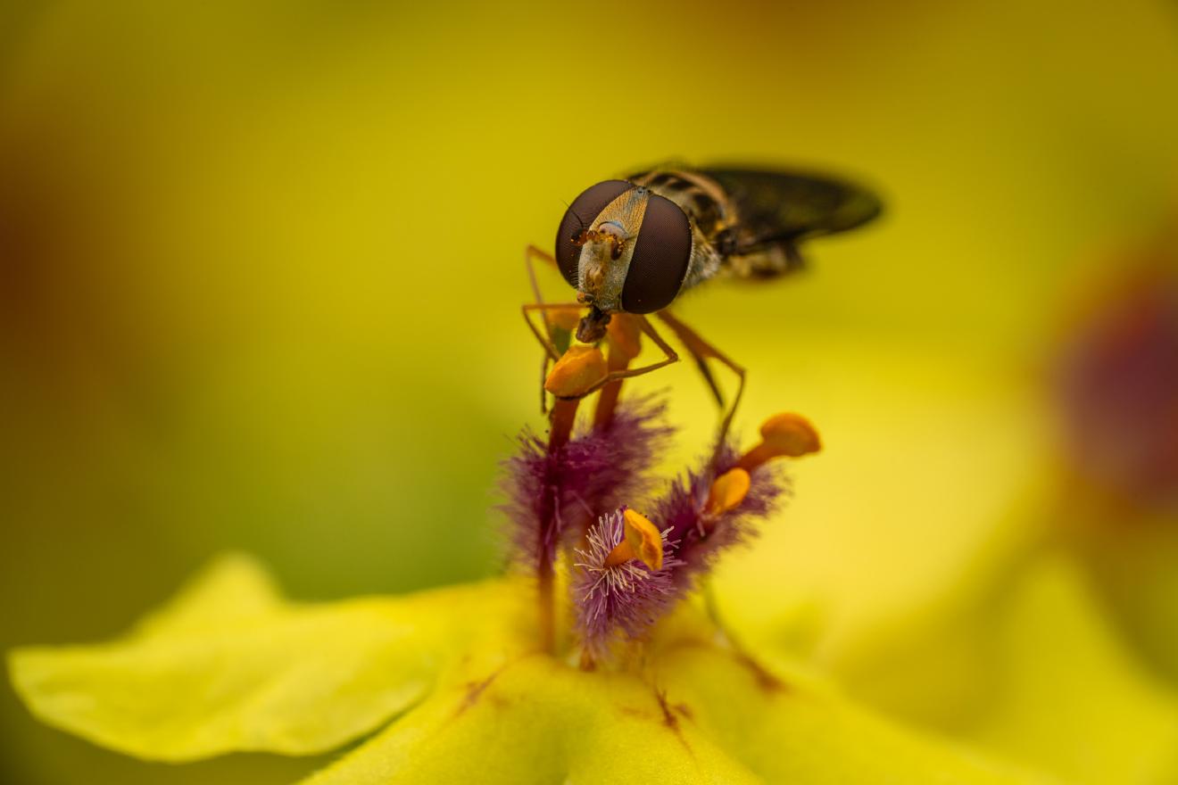 Marmalade Hover Fly – No. 21