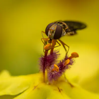 Hainschwebfliege
