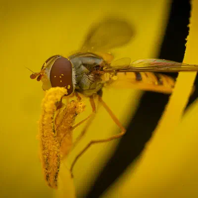 Marmalade Hover Fly