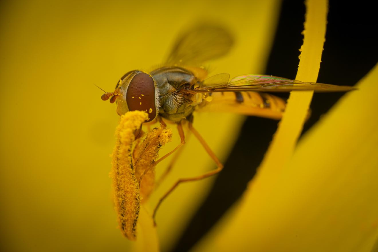 Marmalade Hover Fly – No. 22
