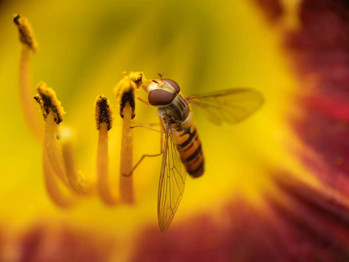 Marmalade Hover Fly